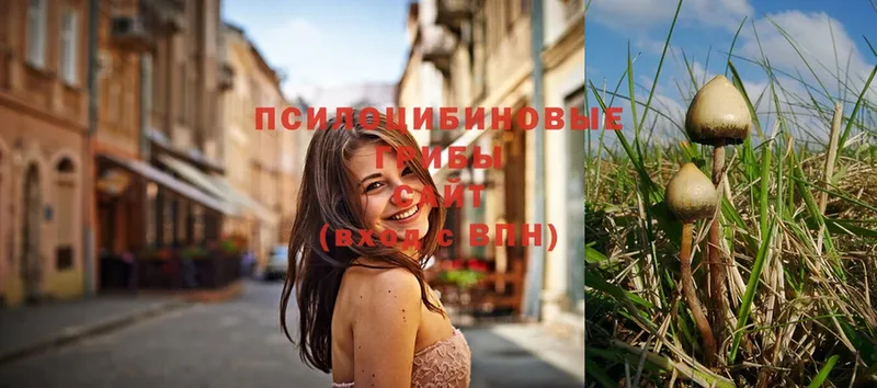 Псилоцибиновые грибы Psilocybe  Зубцов 